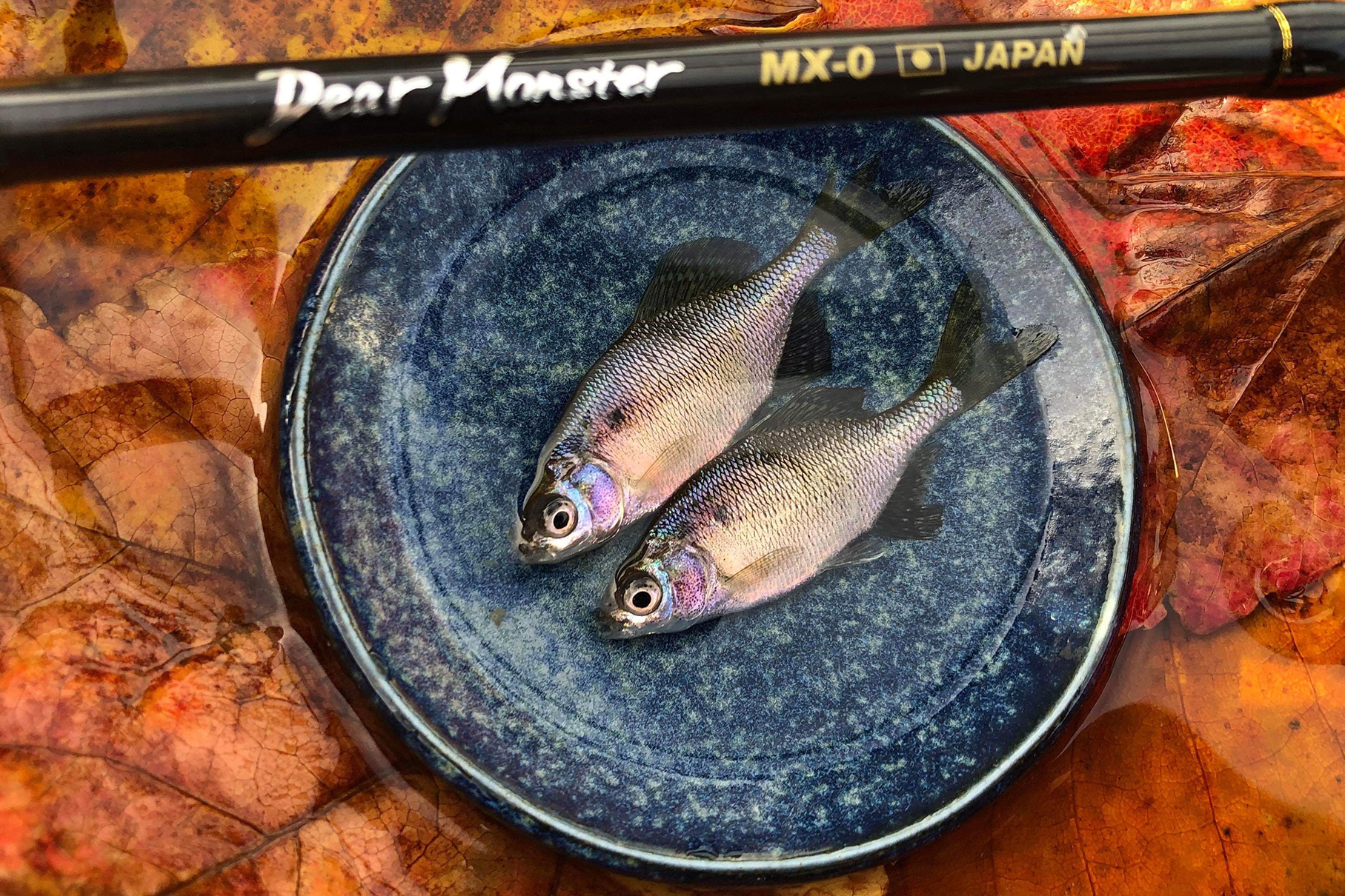 Dear Monster MX-0 - Monster Kiss モンスターキス