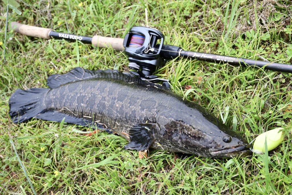 雷魚釣り2022まとめ（PART.1）～シーズン序盤の「MV-75」編 