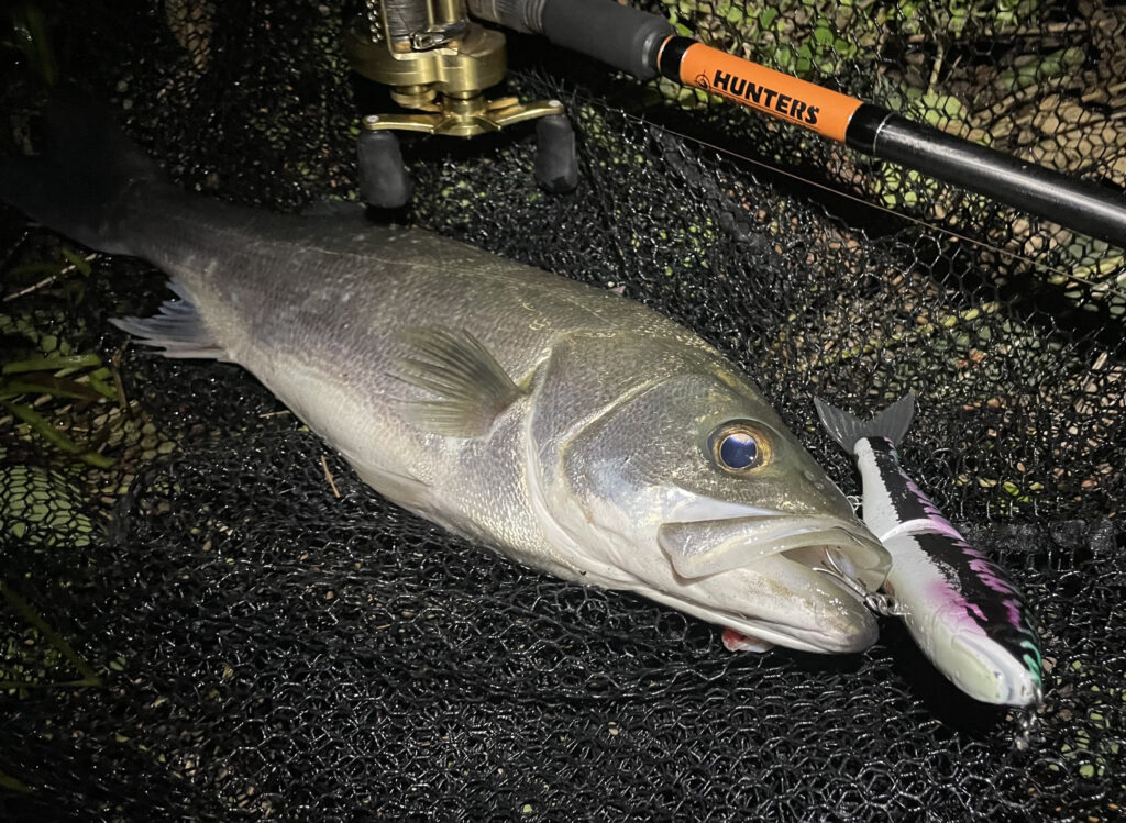 悲願達成 地元富山でメーターオーバー釣獲 Hunters で追い続けた 怪魚 としてのシーバス 前編 Monster Kiss モンスターキス