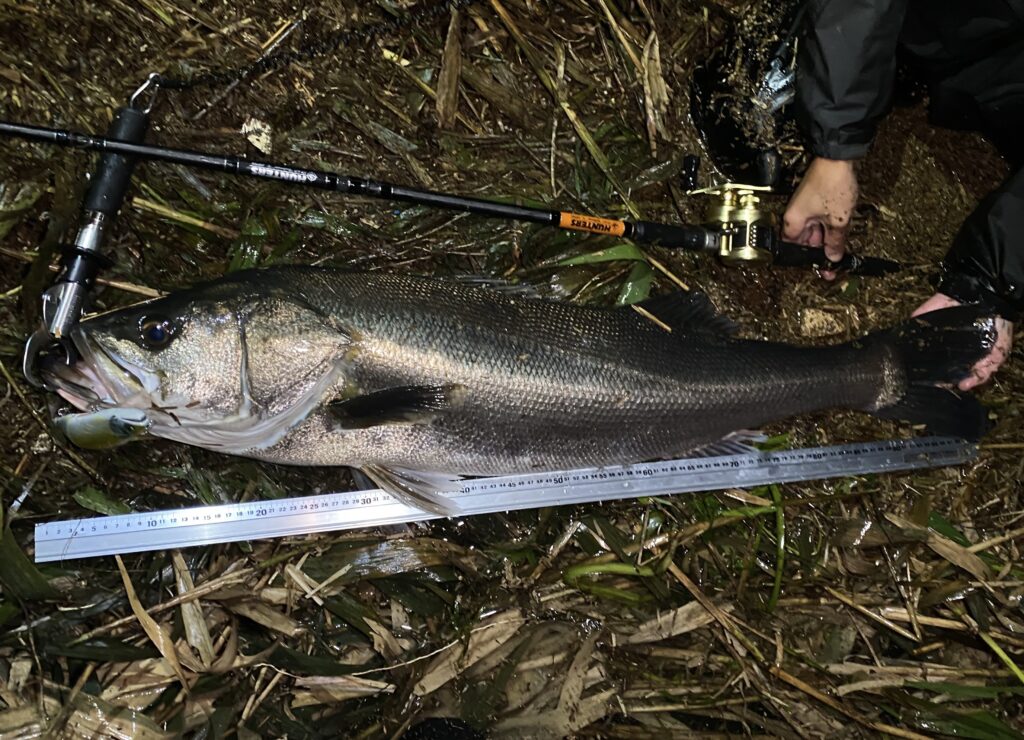 悲願達成 地元富山でメーターオーバー釣獲 Hunters で追い続けた 怪魚 としてのシーバス 前編 Monster Kiss モンスターキス