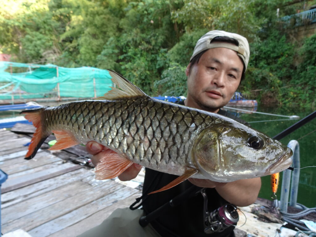 タマンモンスター遠投 巨鯉 カープ 青物 泳がせ カンダイ ブリ 