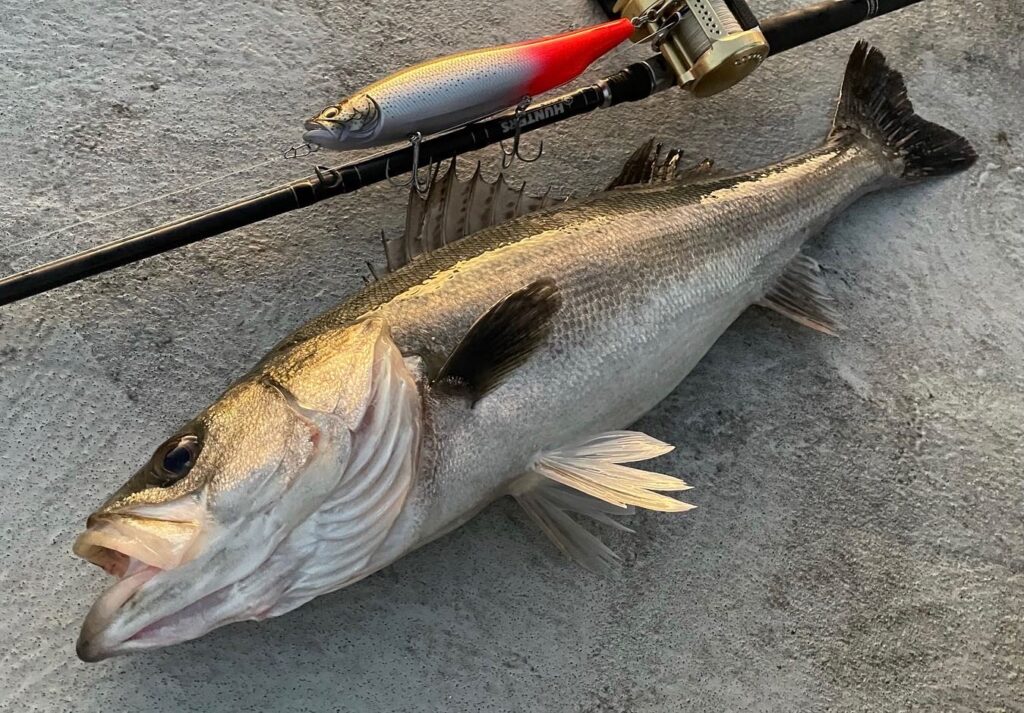 HUNTERS」で追い続けた“怪魚”としてのシーバス2022（後編）〜東京湾 